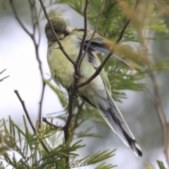 Psephotus haematonotus at Belconnen, ACT - 25 May 2020