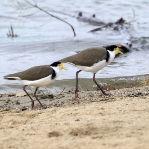 Vanellus miles at Belconnen, ACT - 25 May 2020 02:21 PM