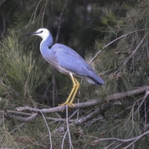 Egretta novaehollandiae at Evatt, ACT - 25 May 2020 02:03 PM