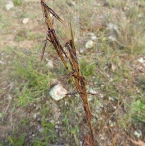 Cymbopogon refractus at Stromlo, ACT - 25 May 2020