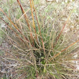 Cymbopogon refractus at Stromlo, ACT - 25 May 2020