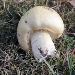 Agaricus sp. at Lake Ginninderra - 25 May 2020 by AlisonMilton