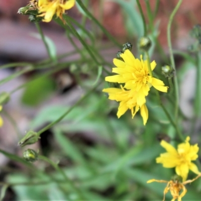 Crepis capillaris (Smooth Hawksbeard) at Cotter River, ACT - 31 May 2020 by Sarah2019