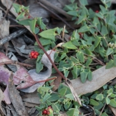 Einadia nutans subsp. nutans (Climbing Saltbush) at Hackett, ACT - 17 May 2020 by Sarah2019