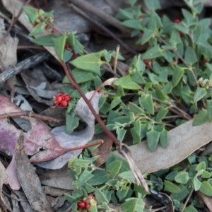 Einadia nutans subsp. nutans at Hackett, ACT - 17 May 2020