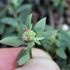 Einadia nutans subsp. nutans at Hackett, ACT - 17 May 2020