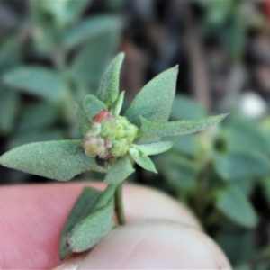 Einadia nutans subsp. nutans at Hackett, ACT - 17 May 2020