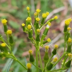 Senecio diaschides (Erect Groundsel) at Paddys River, ACT - 1 Jun 2020 by trevorpreston