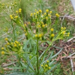 Senecio diaschides at Paddys River, ACT - 1 Jun 2020