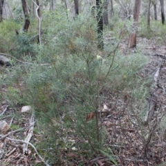 Cassinia longifolia (Shiny Cassinia, Cauliflower Bush) at Hackett, ACT - 30 May 2020 by Sarah2019