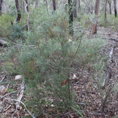 Cassinia longifolia (Shiny Cassinia, Cauliflower Bush) at Hackett, ACT - 30 May 2020 by Sarah2019