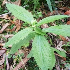 Urtica incisa (Stinging Nettle) at Paddys River, ACT - 1 Jun 2020 by tpreston