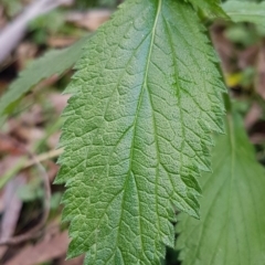 Urtica incisa at Paddys River, ACT - 1 Jun 2020