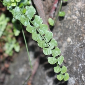 Asplenium flabellifolium at Hackett, ACT - 30 May 2020