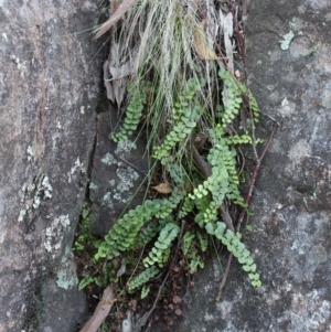 Asplenium flabellifolium at Hackett, ACT - 30 May 2020