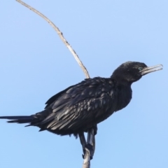 Phalacrocorax sulcirostris (Little Black Cormorant) at Belconnen, ACT - 25 May 2020 by Alison Milton