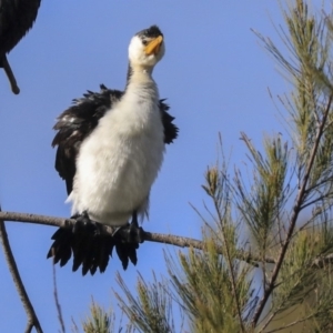 Microcarbo melanoleucos at Belconnen, ACT - 25 May 2020