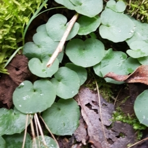 Corysanthes sp. at suppressed - 1 Jun 2020