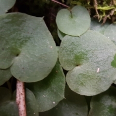 Corysanthes sp. at suppressed - 1 Jun 2020