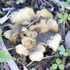 Scleroderma sp. at Belconnen, ACT - 25 May 2020