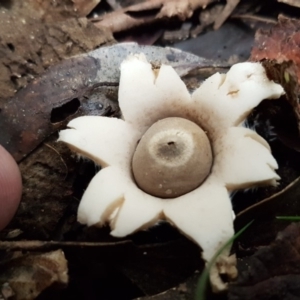 Geastrum sp. at Paddys River, ACT - 1 Jun 2020