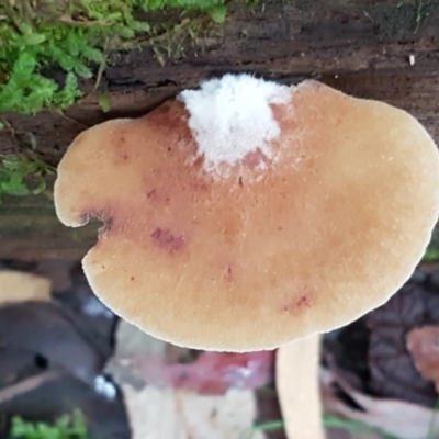 Crepidotus sp. (Crepidotus) at Paddys River, ACT - 1 Jun 2020 by trevorpreston