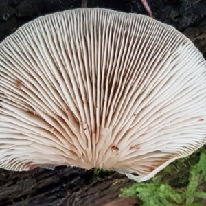 Crepidotus sp. at Paddys River, ACT - 1 Jun 2020 10:53 AM