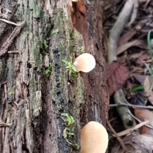 Crepidotus sp. at Paddys River, ACT - 1 Jun 2020