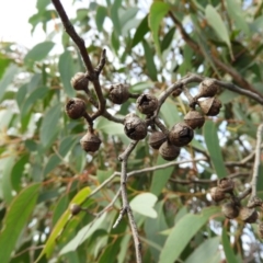 Eucalyptus macrorhyncha at Bluetts Block (402, 403, 12, 11) - 25 May 2020 02:43 PM