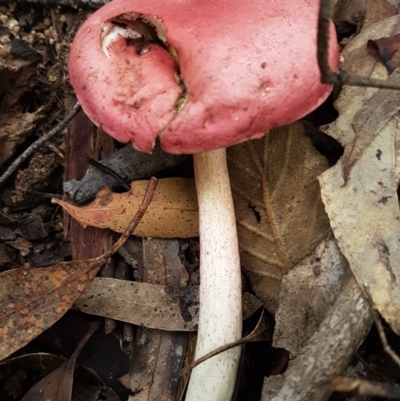 Boletellus sp. (genus) (A Bolete) at Tidbinbilla Nature Reserve - 1 Jun 2020 by trevorpreston