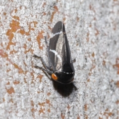 Eurymeloides bicincta at Hackett, ACT - 29 May 2020 01:04 PM