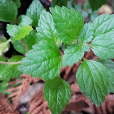 Australina pusilla subsp. muelleri (Small Shade Nettle) at Paddys River, ACT - 1 Jun 2020 by trevorpreston