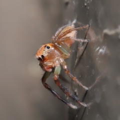 Prostheclina amplior (Orange Jumping Spider) at ANBG - 29 May 2020 by TimL