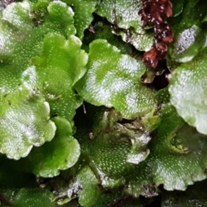 Lunularia cruciata at Paddys River, ACT - 1 Jun 2020