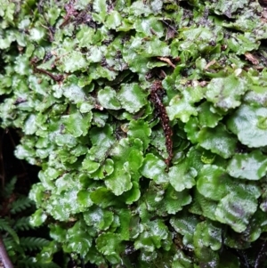 Lunularia cruciata at Paddys River, ACT - 1 Jun 2020