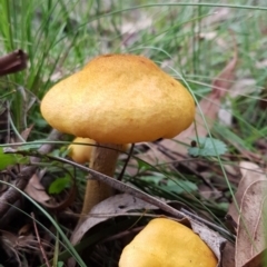 Armillaria luteobubalina (Australian Honey Fungus) at Paddys River, ACT - 1 Jun 2020 by trevorpreston