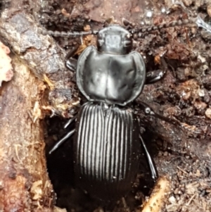 Cardiothorax monarensis at Paddys River, ACT - 1 Jun 2020