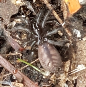 Paraembolides sp. (genus) at Paddys River, ACT - 1 Jun 2020