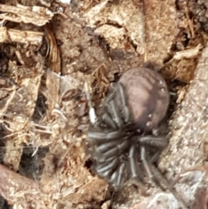 Paraembolides sp. (genus) at Paddys River, ACT - 1 Jun 2020