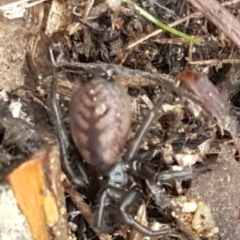 Paraembolides sp. (genus) at Paddys River, ACT - 1 Jun 2020