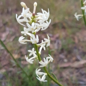 Stackhousia monogyna at Paddys River, ACT - 1 Jun 2020