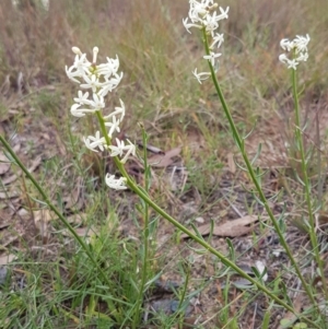 Stackhousia monogyna at Paddys River, ACT - 1 Jun 2020 12:17 PM