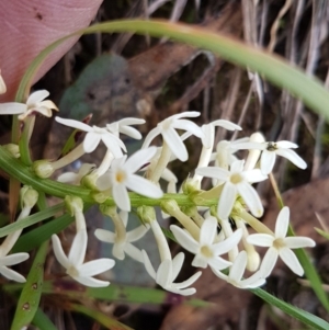 Stackhousia monogyna at Paddys River, ACT - 1 Jun 2020 12:17 PM