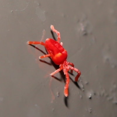 Trombidiidae (family) (Red velvet mite) at Acton, ACT - 31 May 2020 by TimL