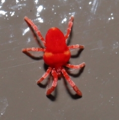 Trombidiidae (family) at Acton, ACT - 31 May 2020