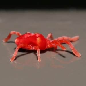 Trombidiidae (family) at Acton, ACT - 31 May 2020