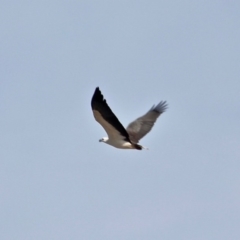 Haliaeetus leucogaster (White-bellied Sea-Eagle) at Wallagoot, NSW - 31 May 2020 by RossMannell
