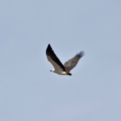 Icthyophaga leucogaster (White-bellied Sea-Eagle) at Wallagoot, NSW - 31 May 2020 by RossMannell