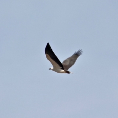 Icthyophaga leucogaster (White-bellied Sea-Eagle) at Wallagoot, NSW - 31 May 2020 by RossMannell