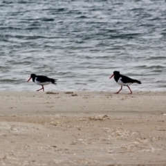 Haematopus longirostris (Australian Pied Oystercatcher) at Wallagoot, NSW - 31 May 2020 by RossMannell
